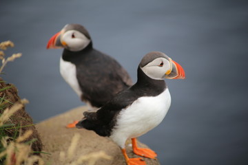puffin on a rock
