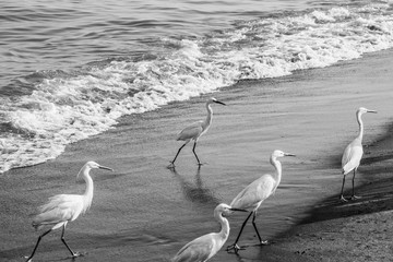 egret birds walking on beach in black and white