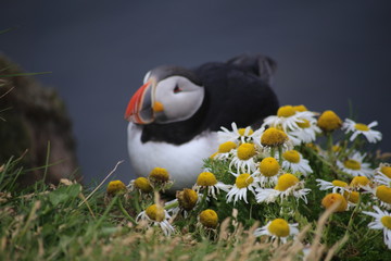 puffin among flowers