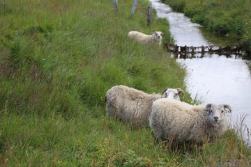 sheep in field
