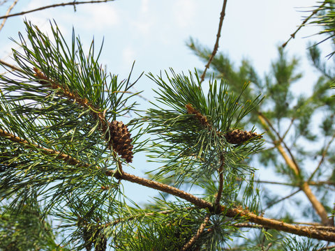 close up picture of pine tree branch with cones.
