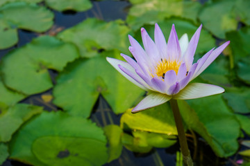 Lotus flower green leaf in pond