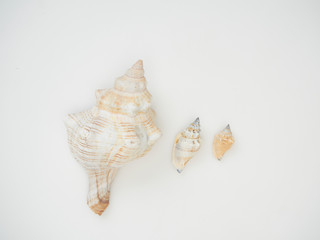 Beautiful patterned shells