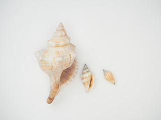 Beautiful patterned shells