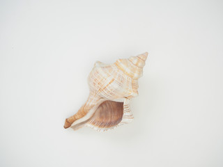 Beautiful patterned shells