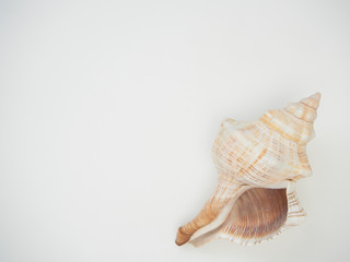 Beautiful patterned shells