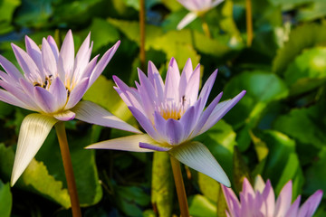 Fototapeta premium Lotus flower green leaf in pond