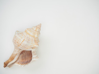 Beautiful patterned shells