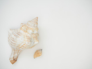 Beautiful patterned shells