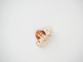 Beautiful patterned shells