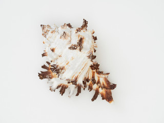 Fototapeta premium Beautiful patterned shells