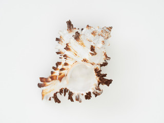 Beautiful patterned shells