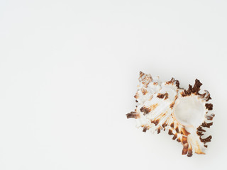 Beautiful patterned shells