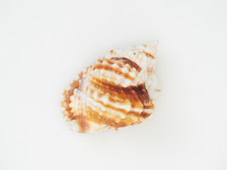 Beautiful patterned shells