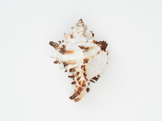 Obraz premium Beautiful patterned shells