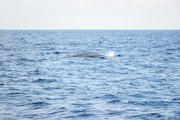 Obraz premium whale watching in Mirissa sea