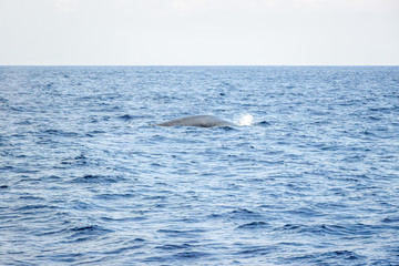 whale watching in Mirissa sea