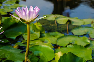 Lotus flower green leaf in pond
