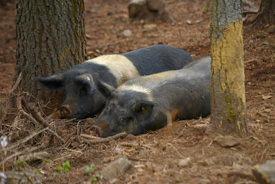 image of a Galician Celtic pig	