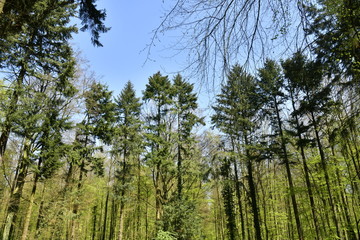 Cimes des sapins s'élevant vers le ciel clair au bois de Hallerbos près de Halles