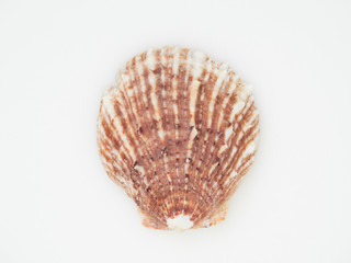 Beautiful patterned shells