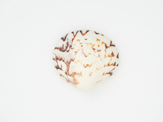 Beautiful patterned shells