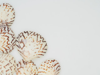 Set of different seashells on white background