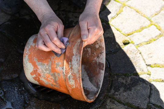 man cleans old plants clay pot for the garden