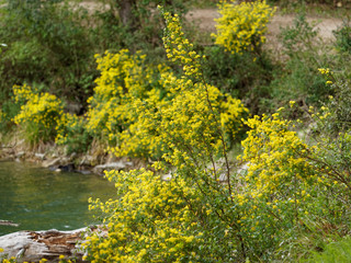 Coronille arbrisseau (Hippocrepis emerus) au bord d'un lac en Provence