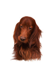 Dog irish setter. isolated on white background