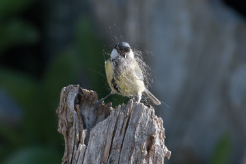 Birdhouse bulider
