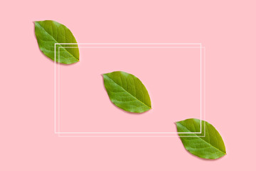 White frame and three green leaves on pink background.