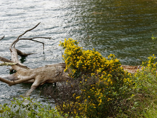 Coronille arbrisseau (Hippocrepis emerus) au bord d'un lac provençal