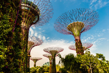 Solar Trees in the Gardens by the bay in Singapore. The Solar trees in the supertree grove were added in June, 2013. The gardens are free to enter..