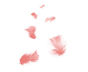 Fototapeta na wymiar Beautiful soft pink feather isolated on white background
