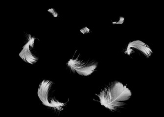 Beautiful group white feather floating in air isolated on black background