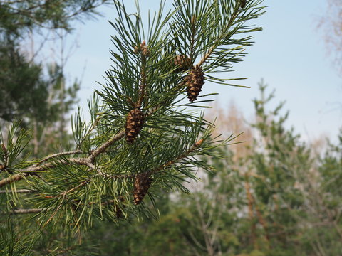 close up picture of pine tree branch with cones