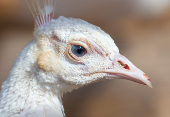 Portrait of a white peacock in a zoo