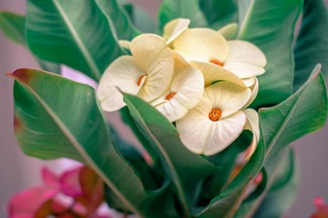 Fototapeta premium Poi sian flower with green leaf blurred background For nature wallpaper image.