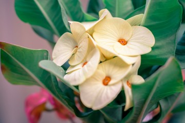 Poi sian flower with green leaf blurred background For nature wallpaper image.