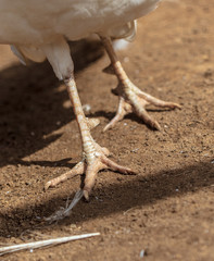 Paws at the white peacock