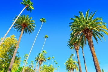 Urban views of the Beverly Hills area and residential buildings on the Hollywood hills.