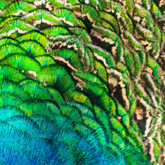 Peacock feathers on nature as background