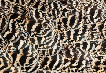 Peacock feathers on nature as background