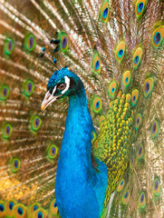 Obraz premium Portrait of a peacock in a zoo