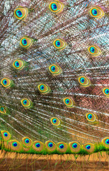 Obraz premium Peacock feathers on nature as background