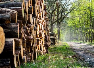 Holzstapel im Wald