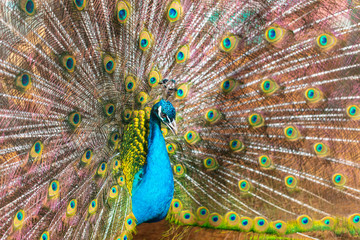 Portrait of a peacock in a zoo