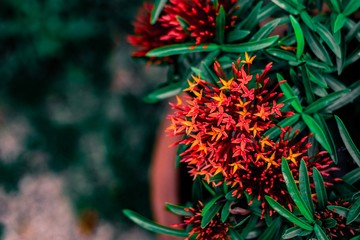 spike flower flower with green leaf blurred background For nature wallpaper image.