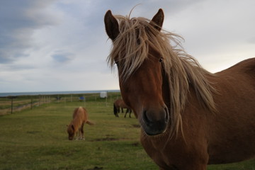 Obraz premium Wild Horses